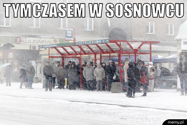 Sosnowieś