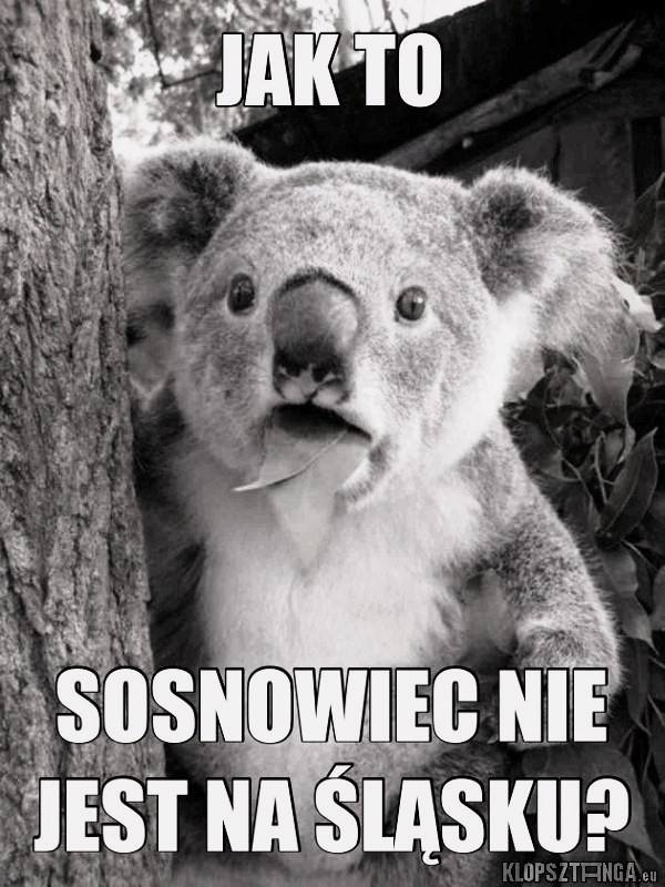 KOALA