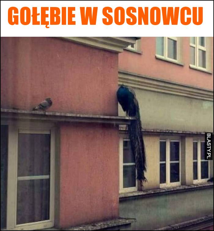 golebie-w-sosnowcu_